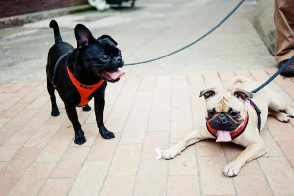 ninka and tuli-mandi